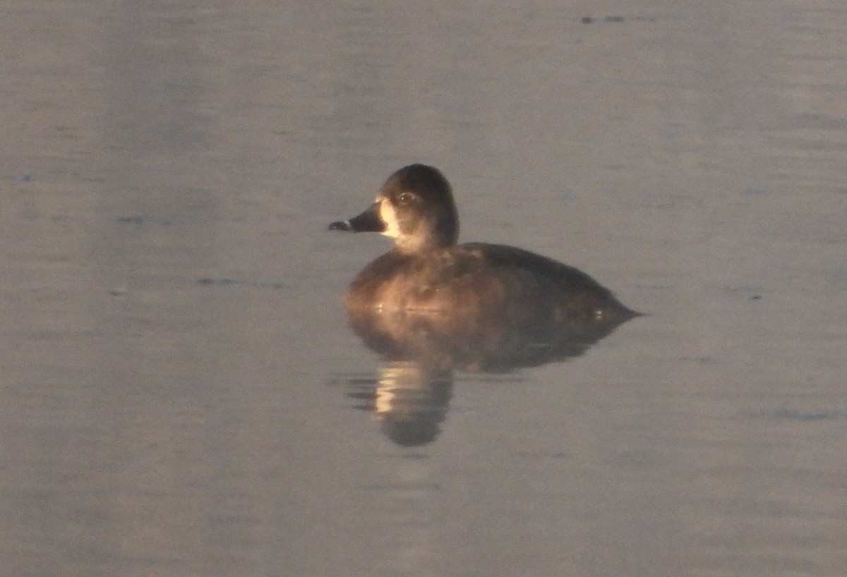 Ring-necked Duck - ML611419618