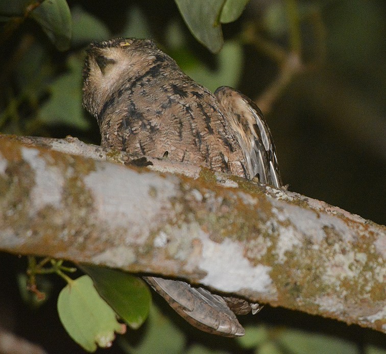 Seychelles Scops-Owl - ML611419980
