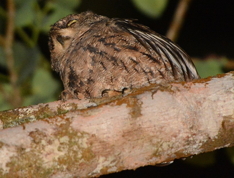 Seychelles Scops-Owl - ML611419981