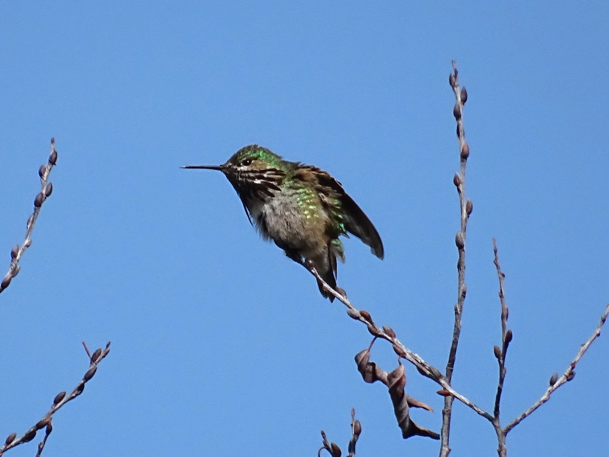 Calliope Hummingbird - ML611420194