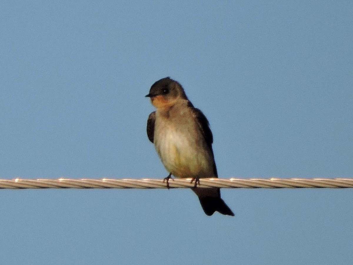 Southern Rough-winged Swallow - Eduardo Faria