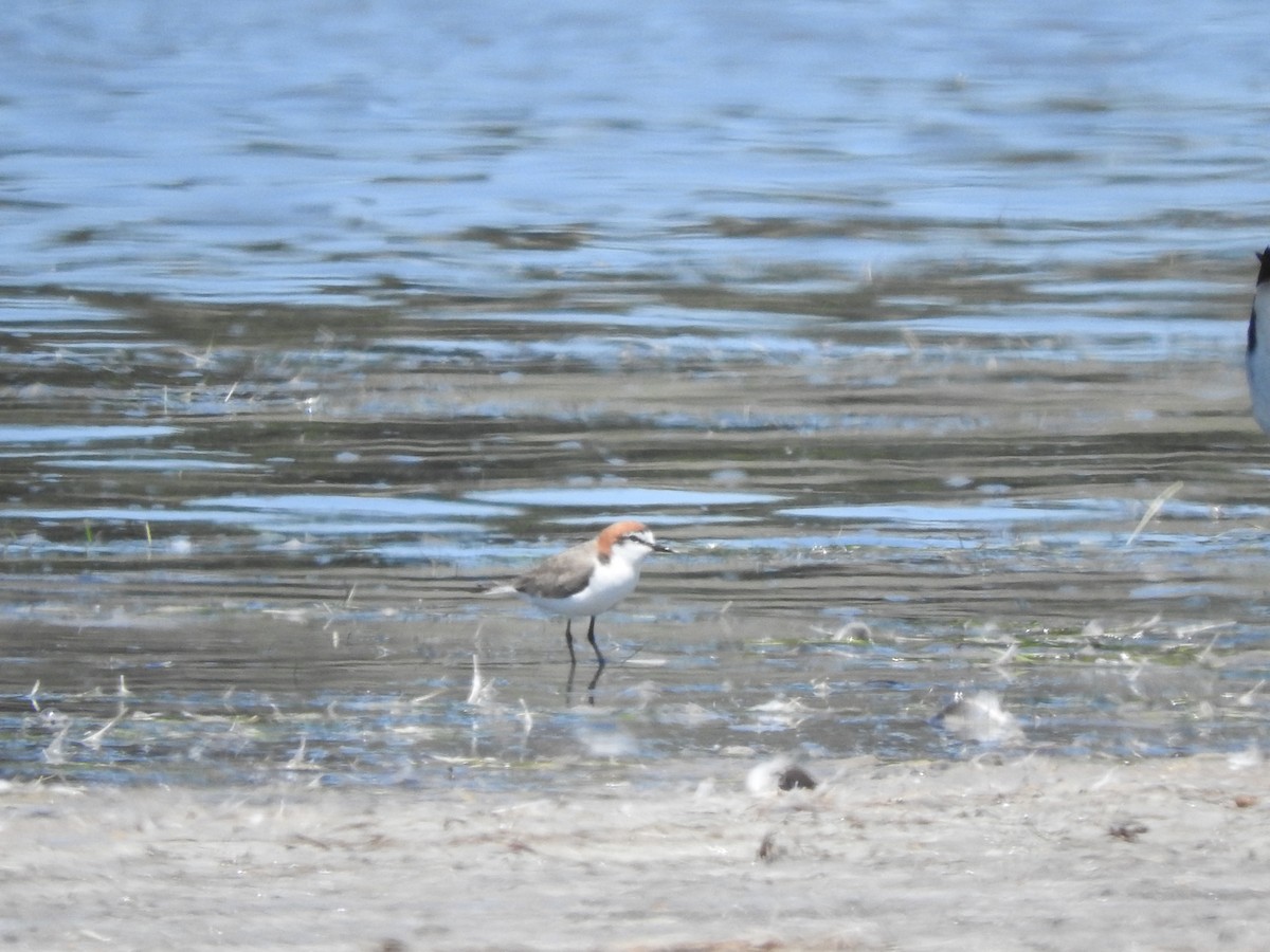 Red-capped Plover - ML611420772