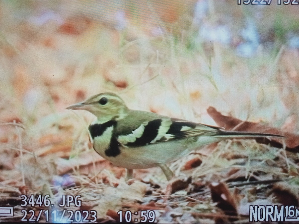 Forest Wagtail - ML611421070