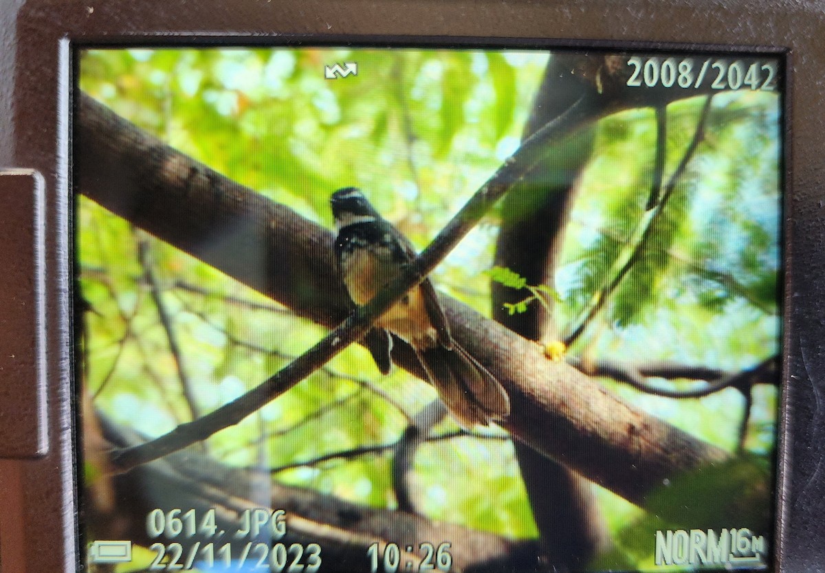 Spot-breasted Fantail - ML611421349