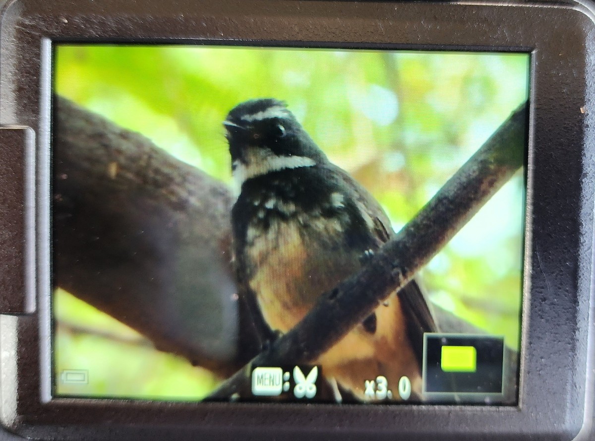 Spot-breasted Fantail - ML611421350