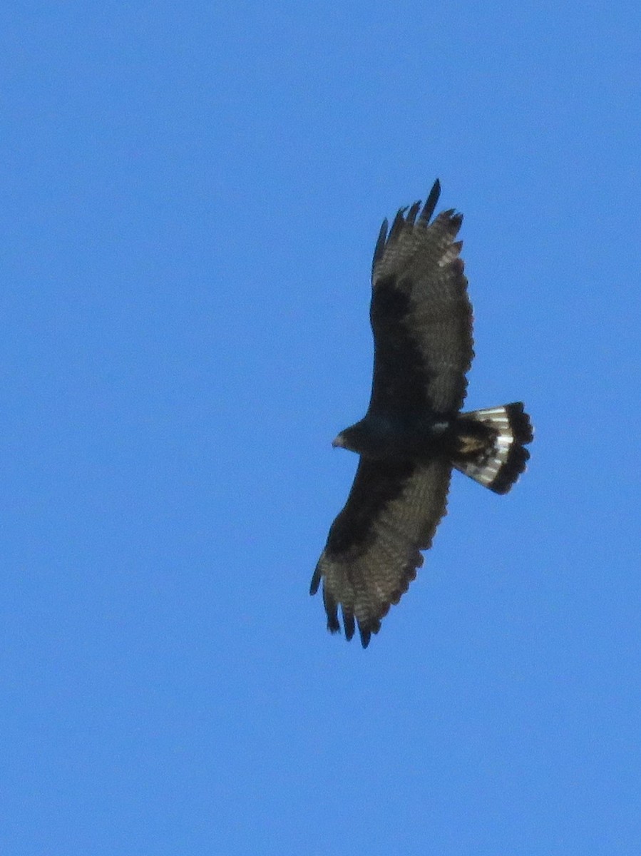 Zone-tailed Hawk - Tina Stoner