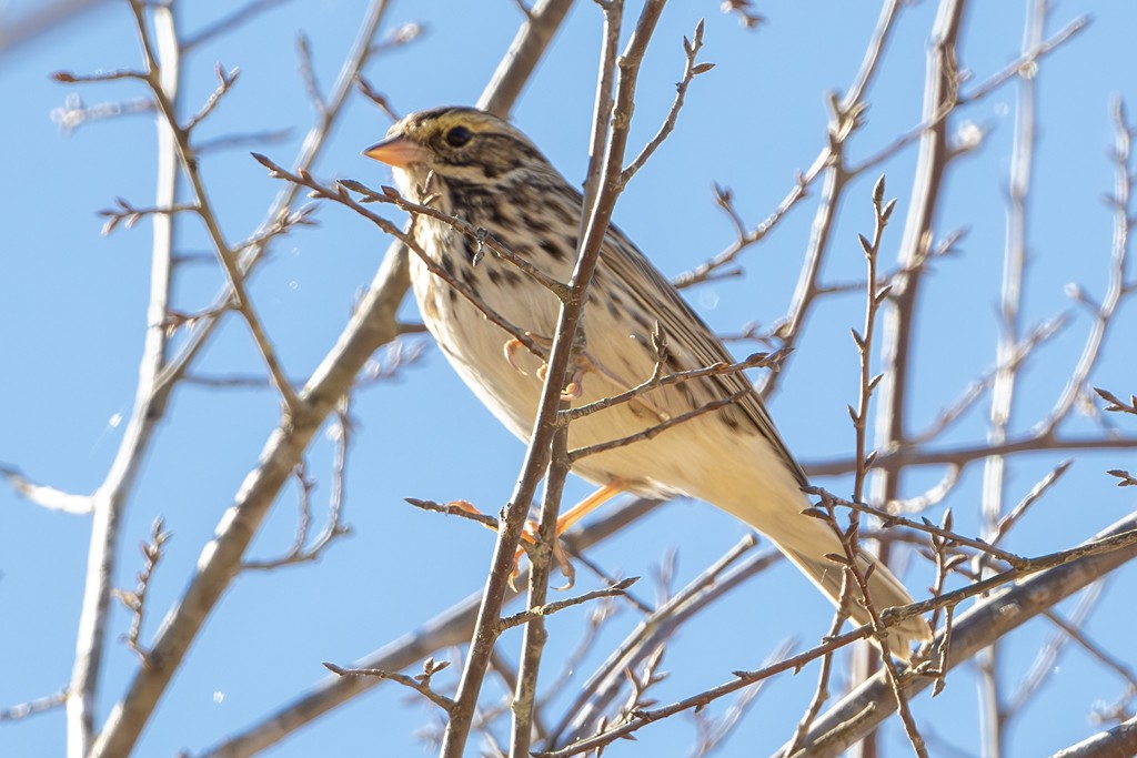 Savannah Sparrow - ML611421764