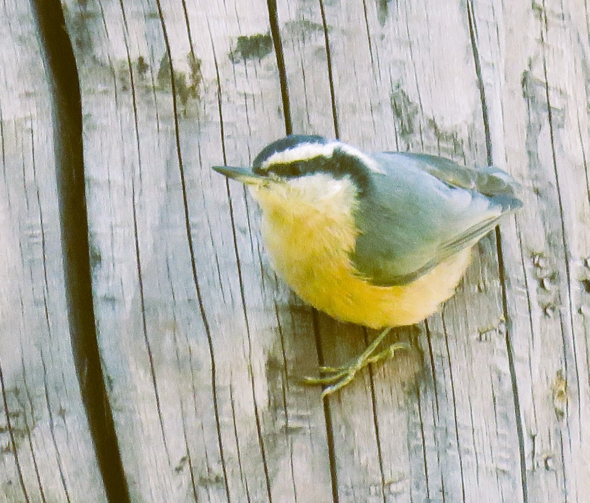 Red-breasted Nuthatch - Tina Stoner