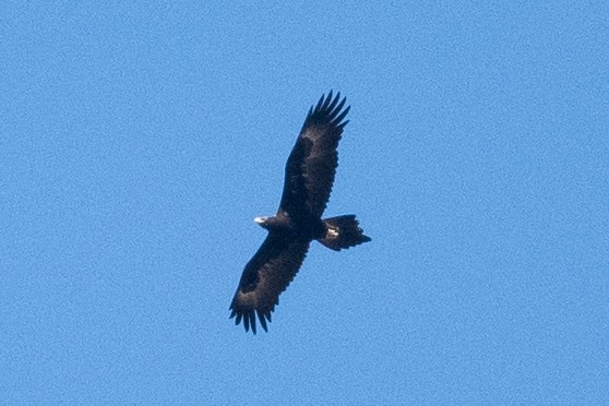 Wedge-tailed Eagle - ML611422066