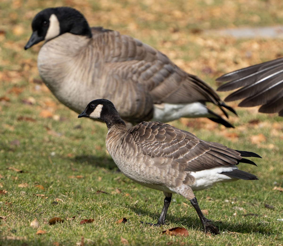 Cackling Goose - Ray Bruun
