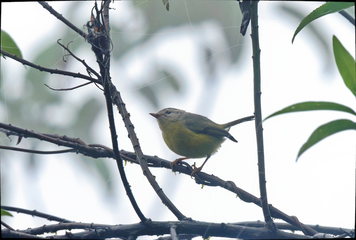 Three-banded Warbler - ML611422146