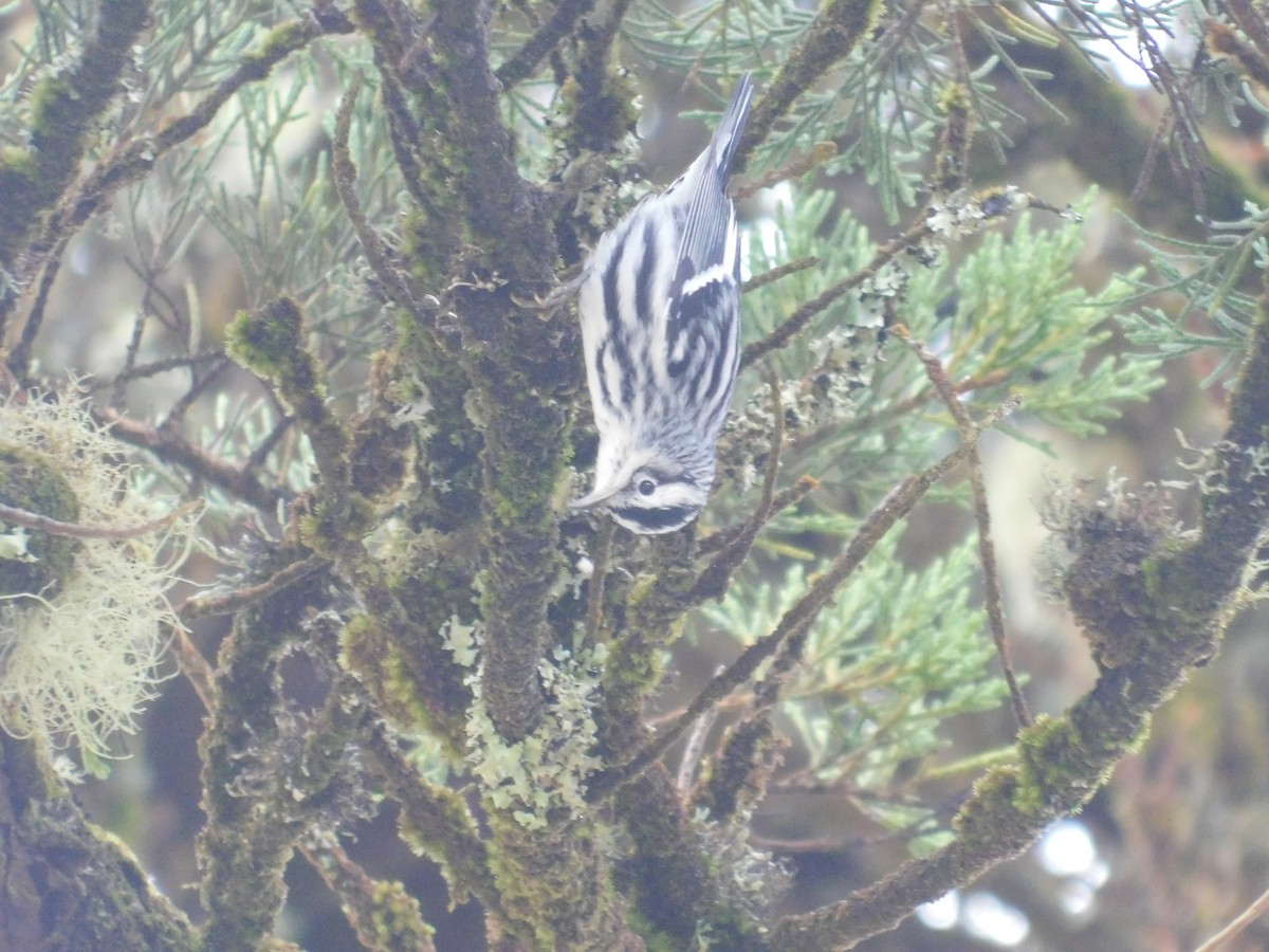 Black-and-white Warbler - ML611422610