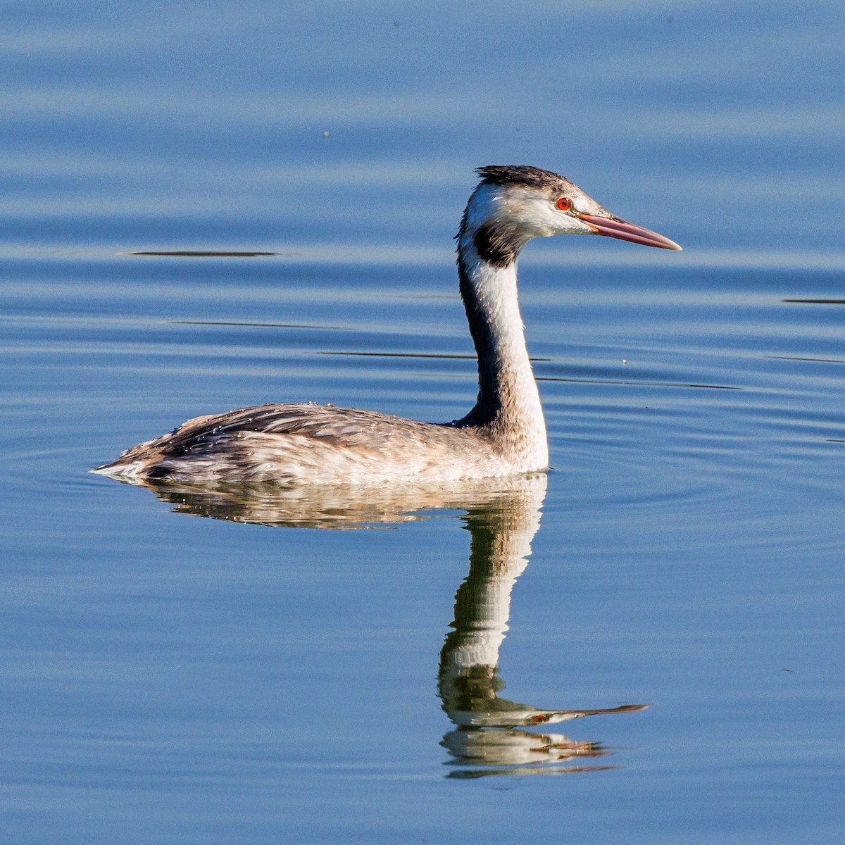 Great Crested Grebe - ML611423146