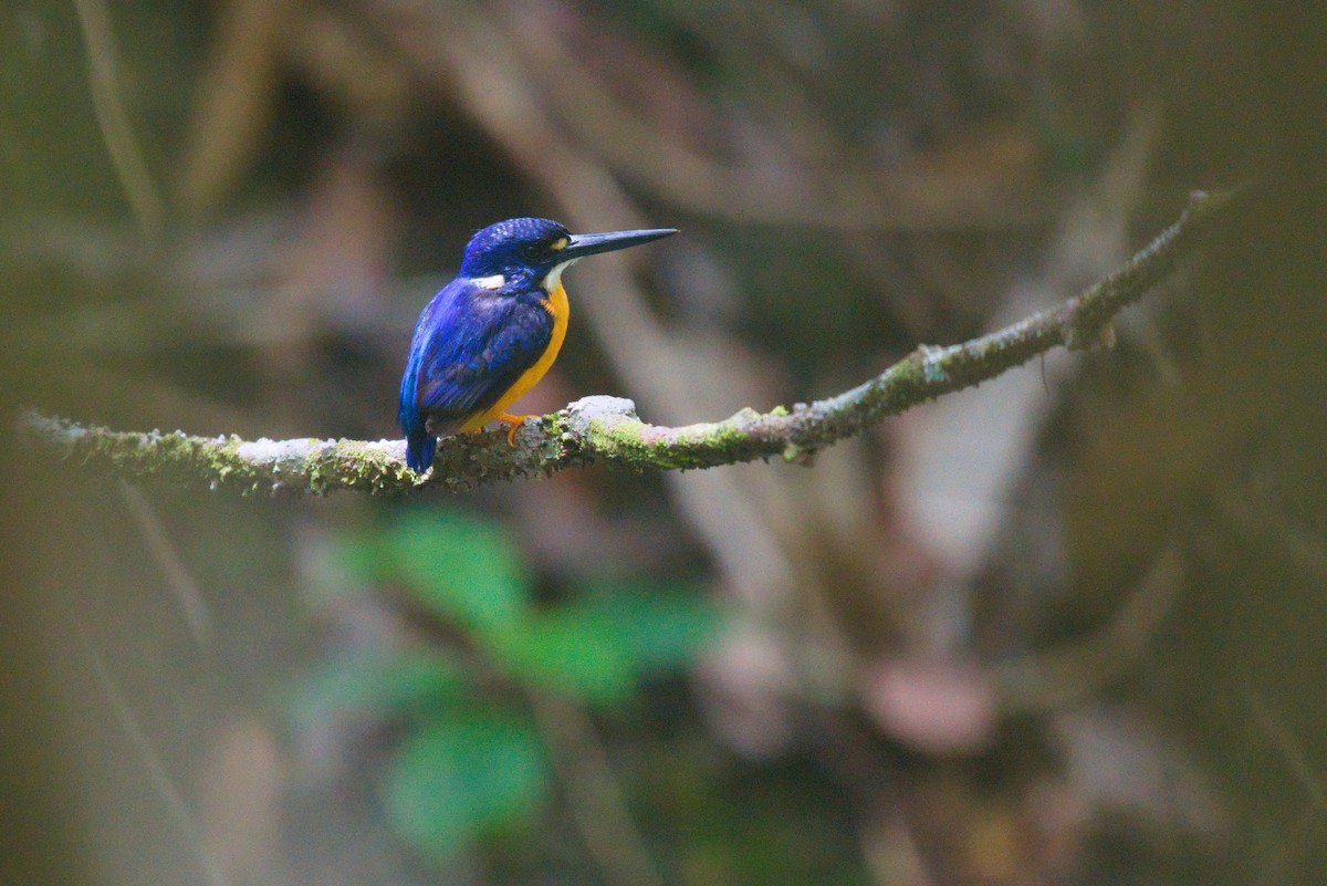 Papuan Dwarf-Kingfisher - ML611423449