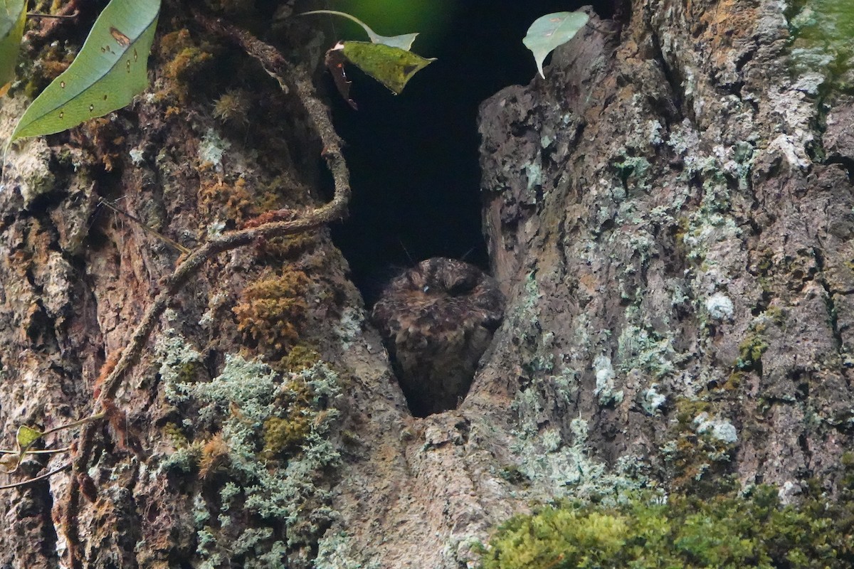 Vogelkop Owlet-nightjar - ML611423766