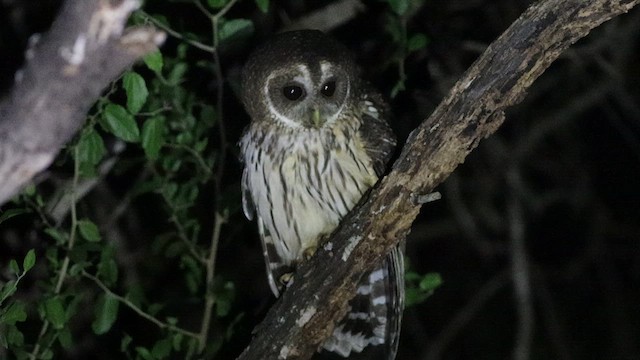  - Mottled Owl (Mottled)