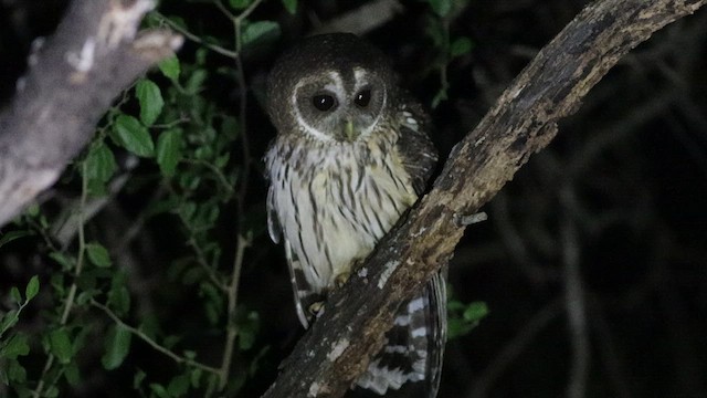 Mottled Owl (Mottled) - ML611423856
