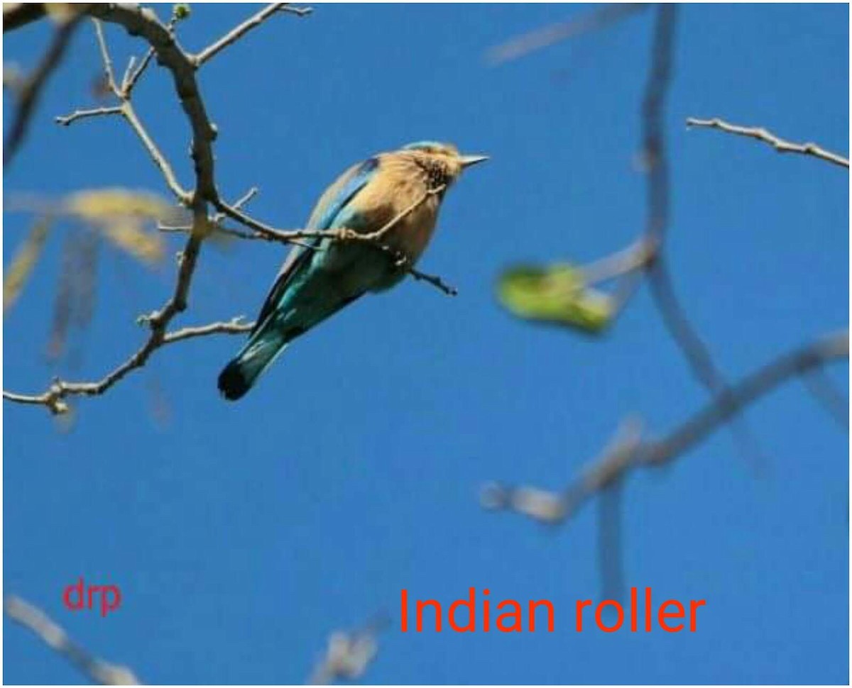 Indian Roller - ML611424105