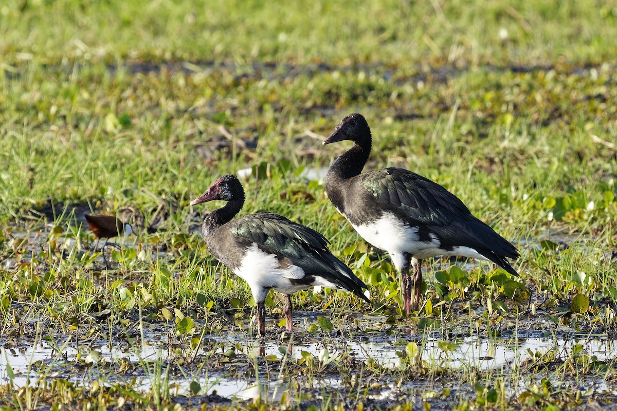 Spur-winged Goose - ML611424308