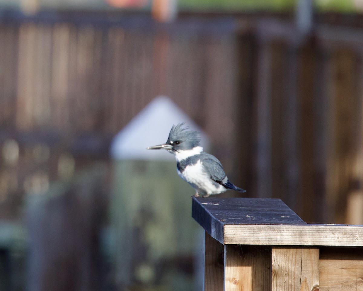 Belted Kingfisher - ML611424358