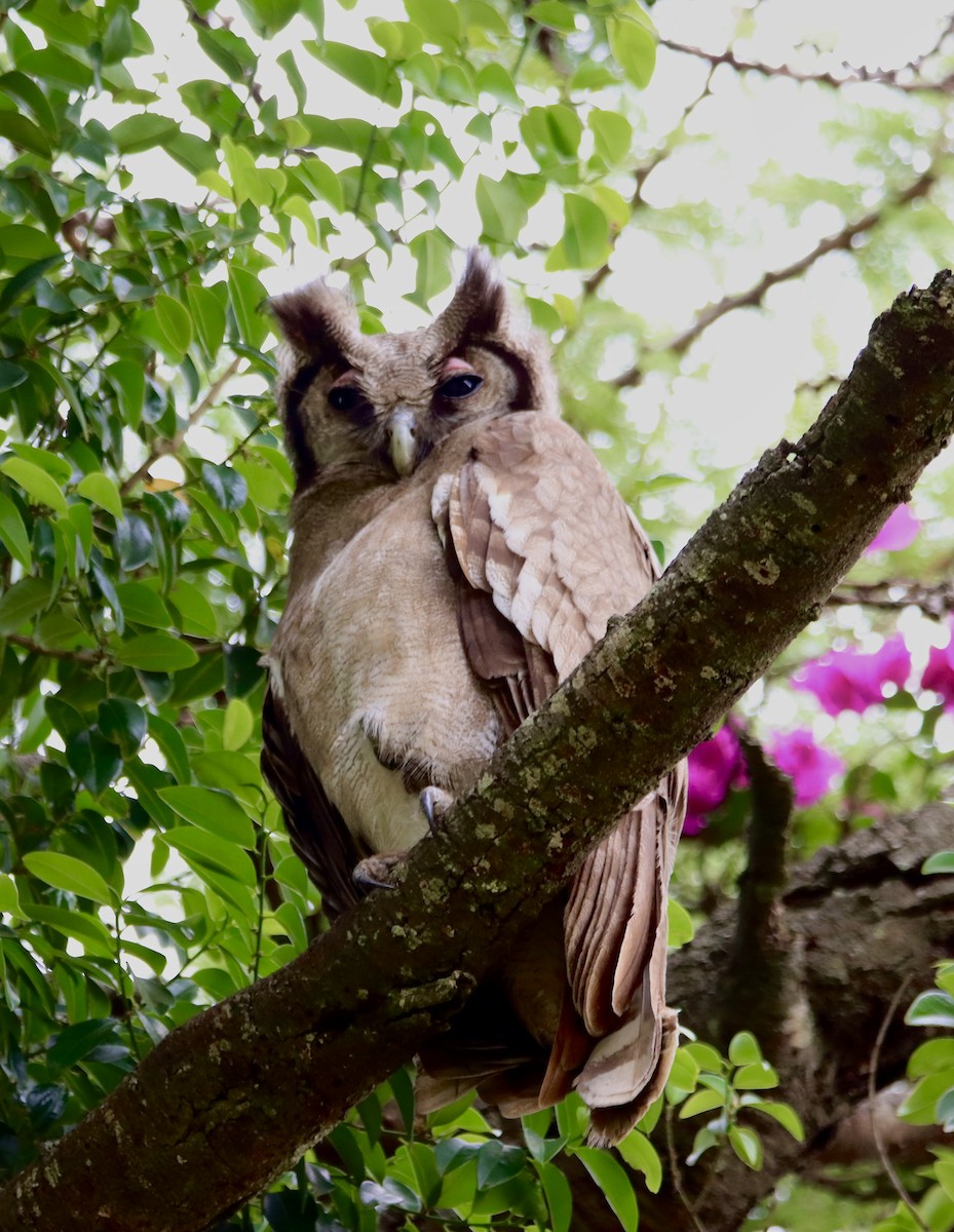 Verreaux's Eagle-Owl - ML611424428