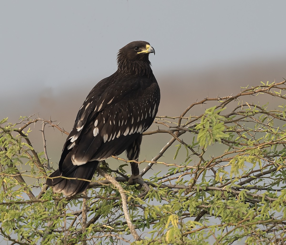 Greater Spotted Eagle - jaysukh parekh Suman
