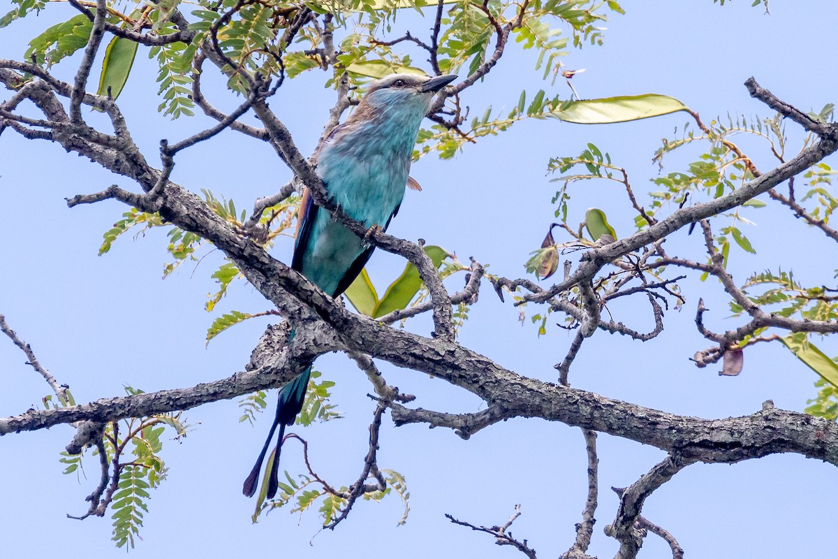 Racket-tailed Roller - ML611424703