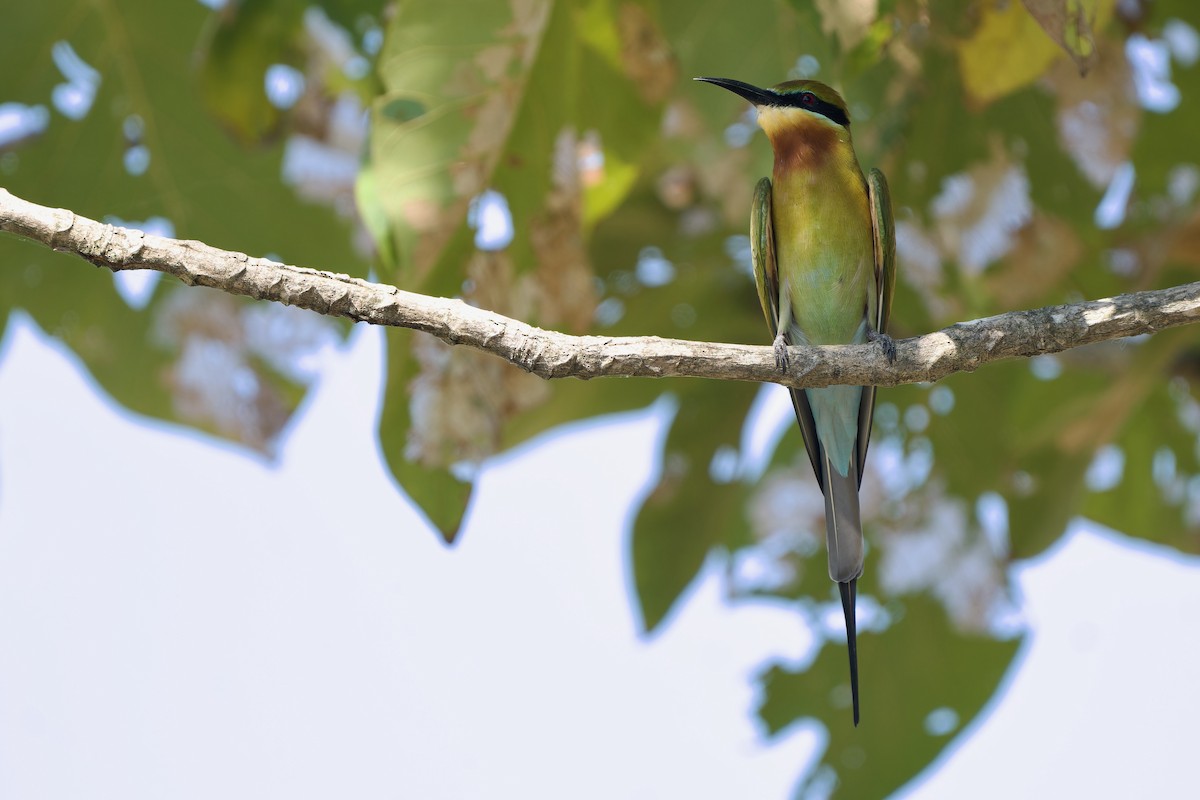 Blue-tailed Bee-eater - ML611424762
