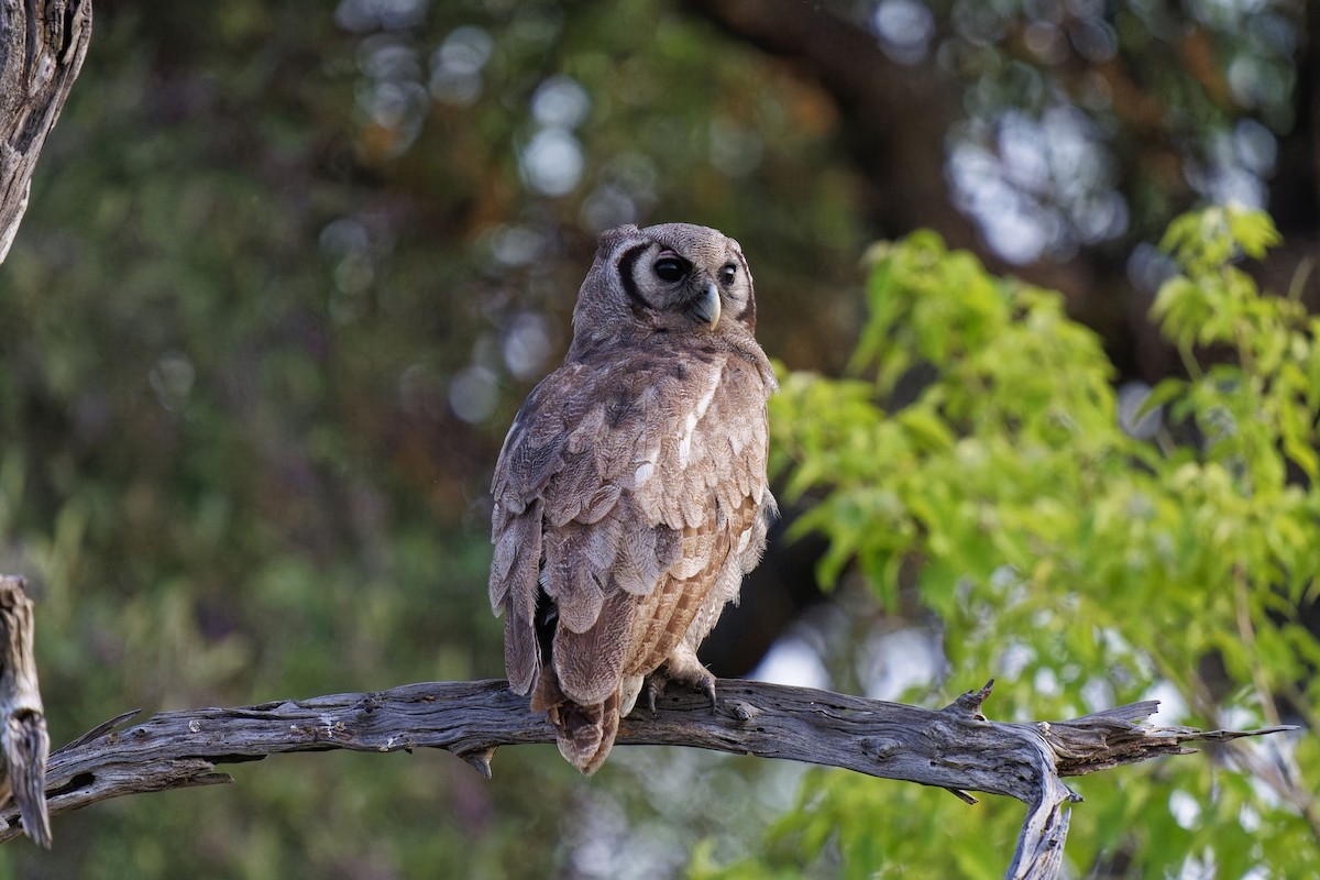 Verreaux's Eagle-Owl - ML611425147