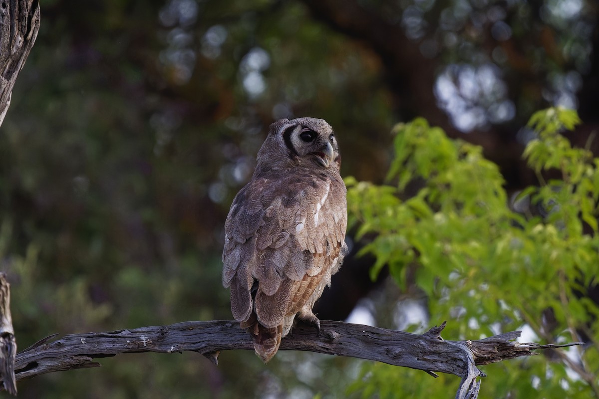 Verreaux's Eagle-Owl - ML611425154
