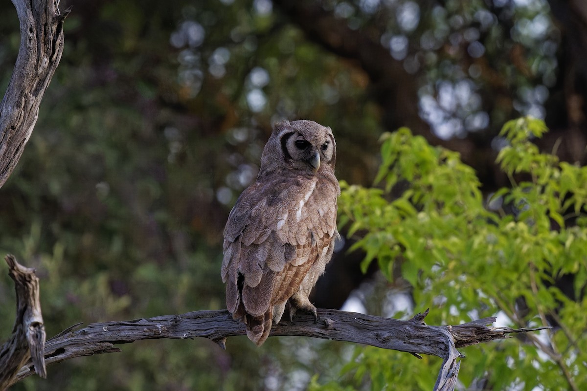 Verreaux's Eagle-Owl - ML611425155
