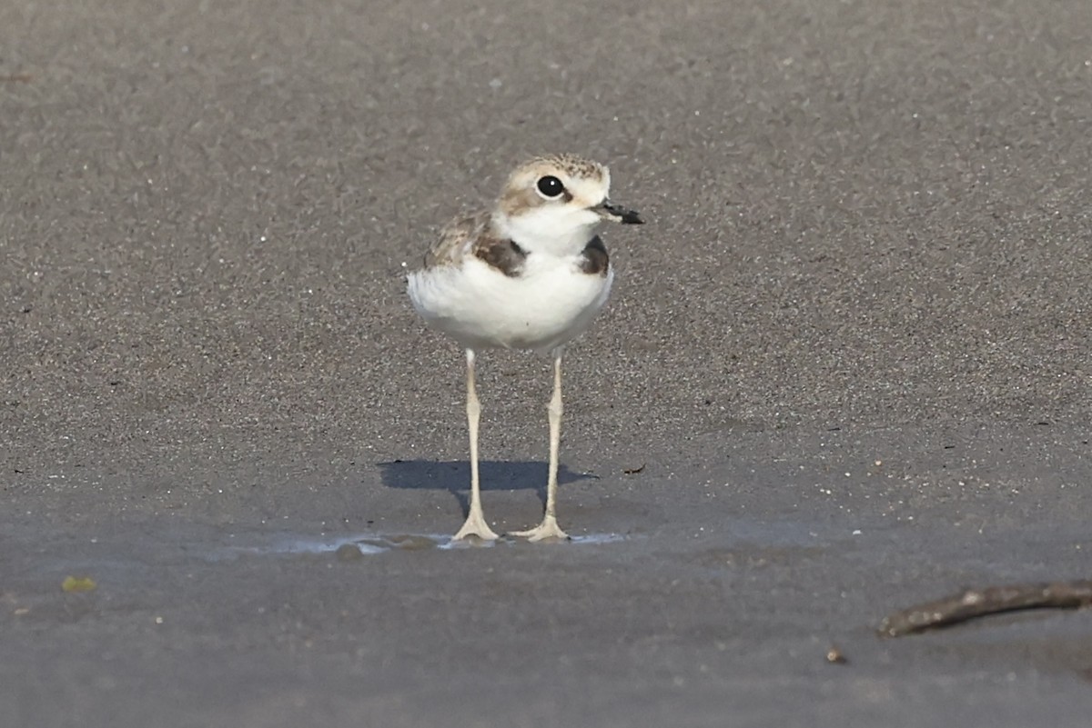 Collared Plover - ML611425517