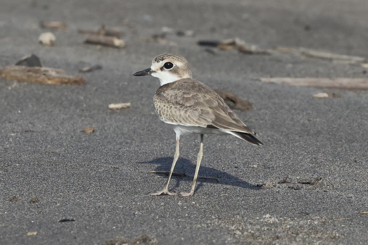 Collared Plover - ML611425518