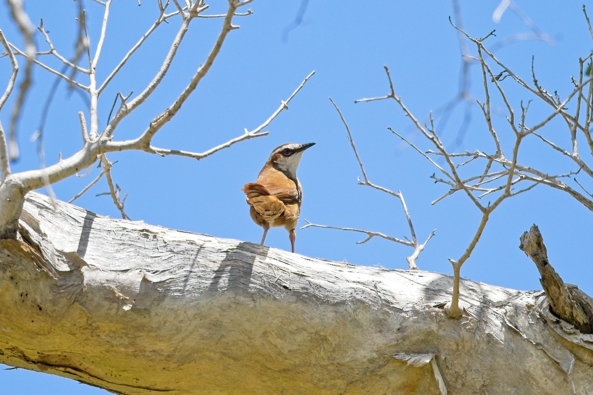 New Caledonian Grassbird - ML611425578