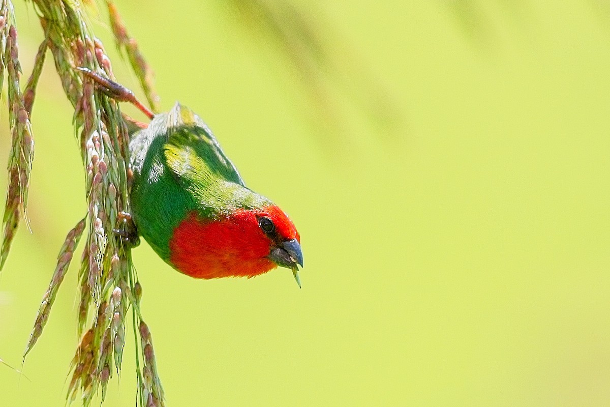 Red-throated Parrotfinch - ML611425581