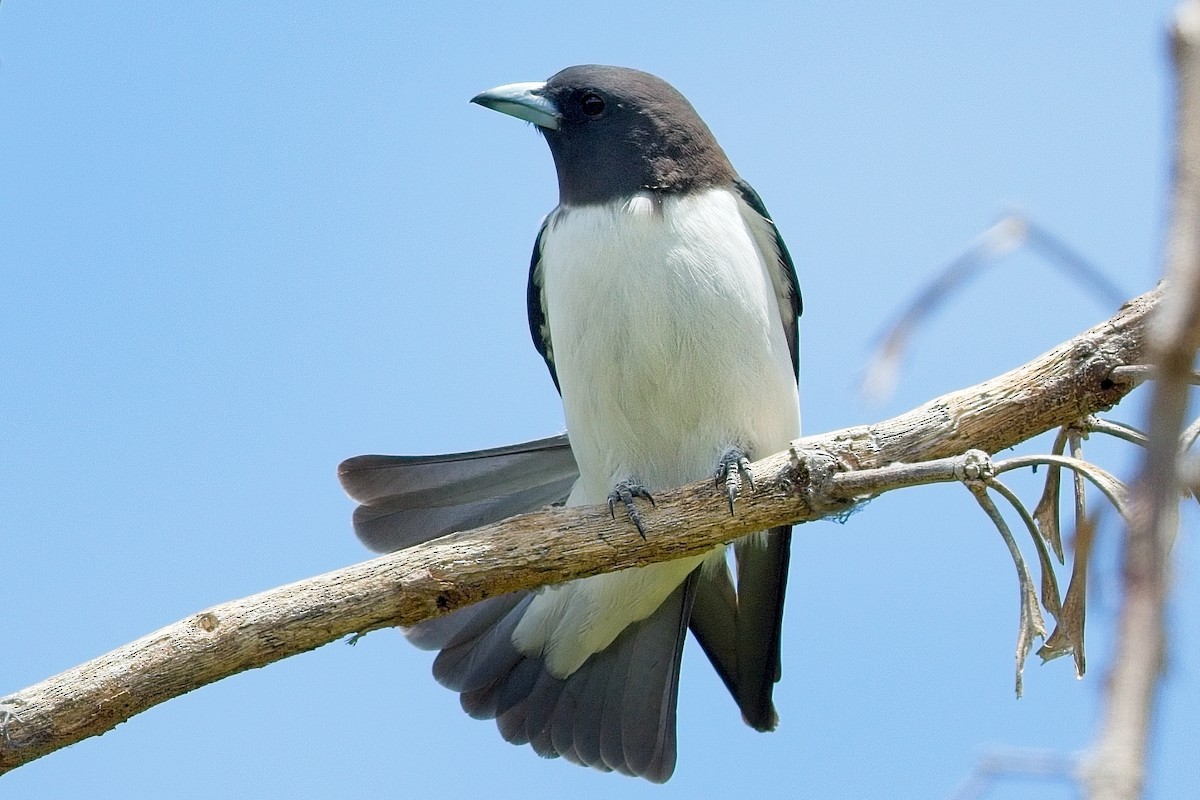 White-breasted Woodswallow - ML611425586