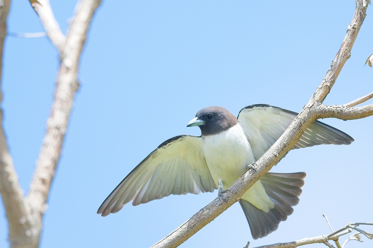 White-breasted Woodswallow - ML611425587