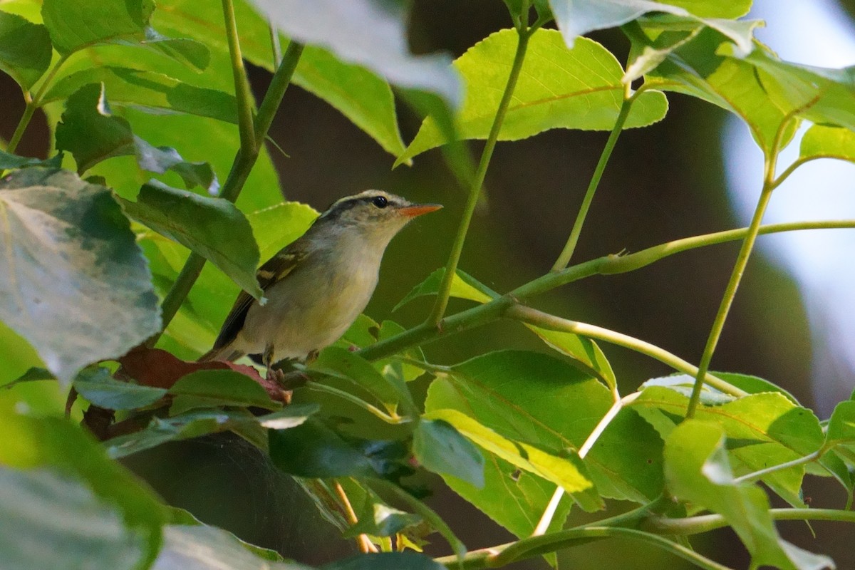 Blyth's Leaf Warbler - Amit Bandekar