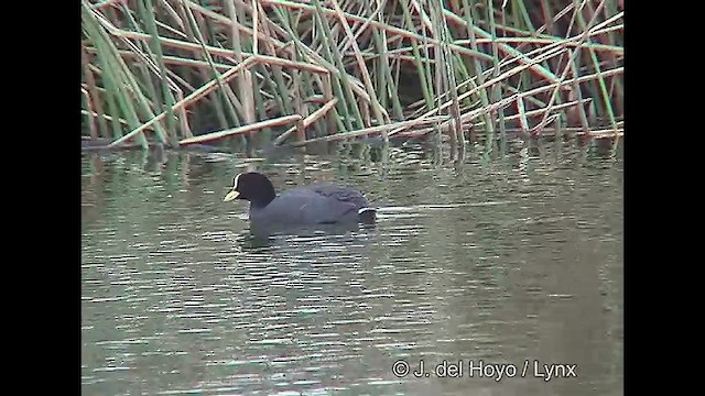 Red-gartered Coot - ML611425712