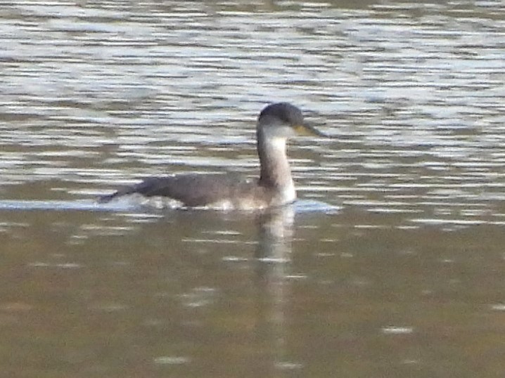 Red-necked Grebe - ML611425808