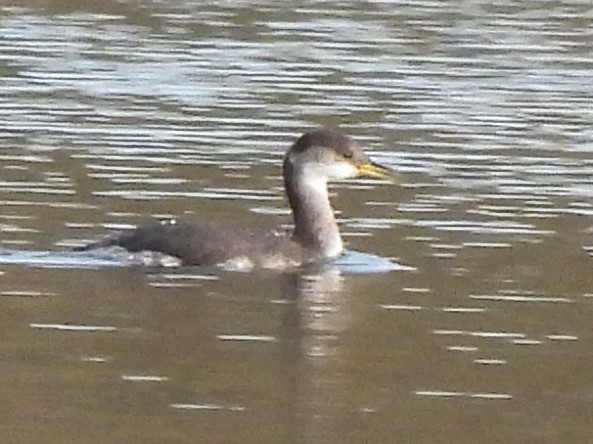 Red-necked Grebe - ML611425810
