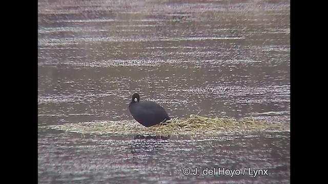 Red-gartered Coot - ML611425978