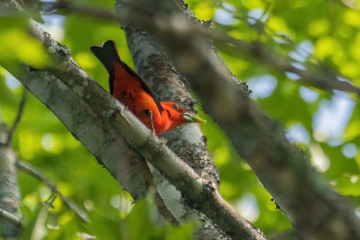 Scarlet Tanager - ML611426207