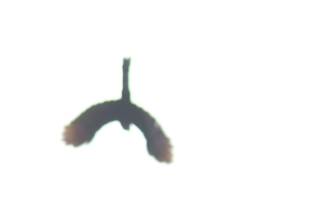 dudkovec pralesní (ssp. castaneiceps) - ML611426527
