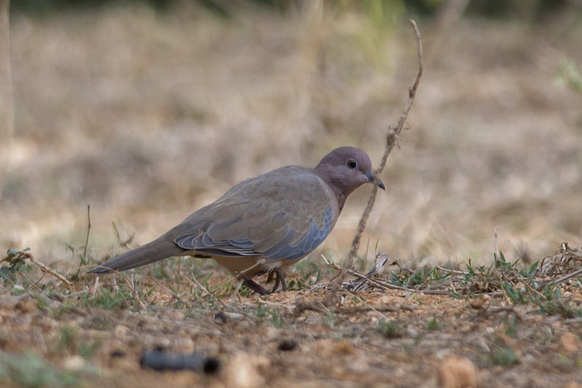 Laughing Dove - ML611426866