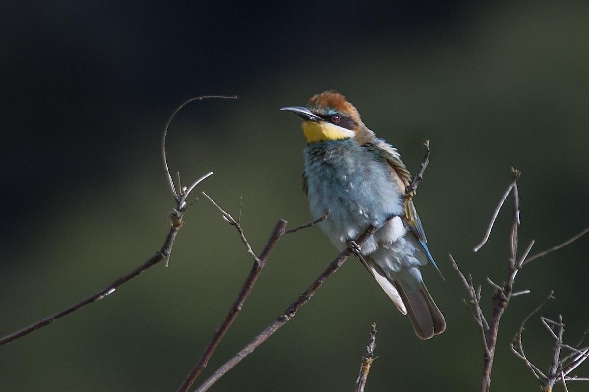 European Bee-eater - ML611426878