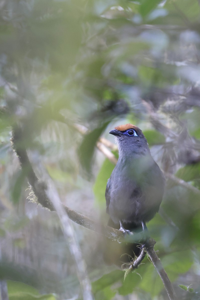Red-fronted Coua - ML611426884