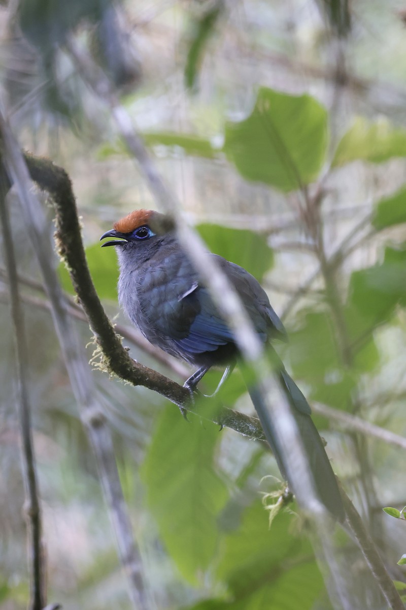 Red-fronted Coua - Daniel Branch