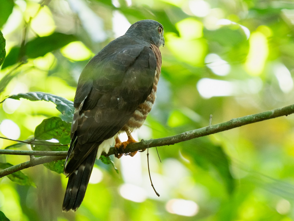 Double-toothed Kite - ML611426944