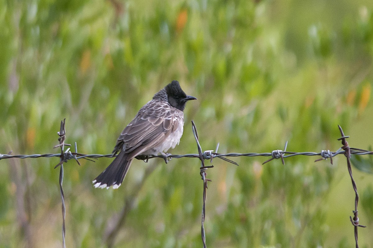 Red-vented Bulbul - ML611426945